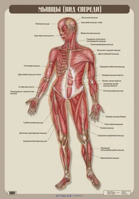 Мышечная система человека - полезная информация о мышцах