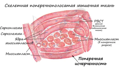 Сердце человека — Википедия