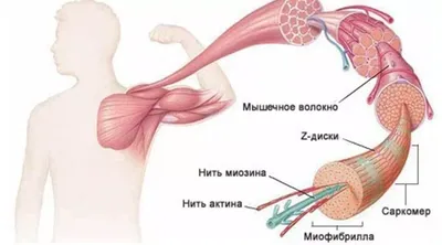 Физиологические свойства сердечной мышцы | Slides Physiology | Docsity