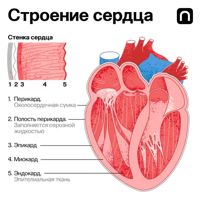 Строение мышц человека, мышцы синергисты и антагонисты, принцип их работы.  | ВКонтакте