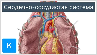 МЫШЦЫ | Энциклопедия Кругосвет