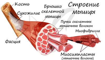 Сердце человека: где находится, как выглядит и работает, почему может болеть