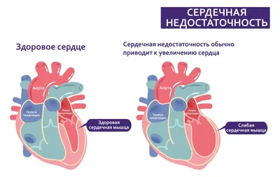 Мышечные ткани, подготовка к ЕГЭ по биологии