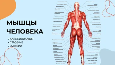 Пролапс митрального клапана - причины появления, симптомы заболевания,  диагностика и способы лечения