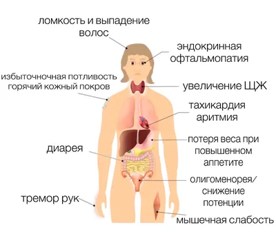 Мышцы человека: классификация, строение, функции — Мария Семочкина на  TenChat.ru