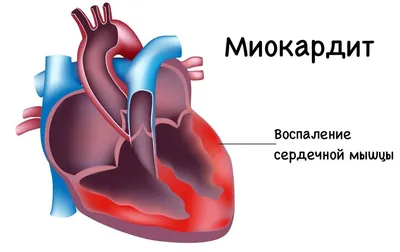 Мышцы человека: анатомия, строение, функции – Российский учебник