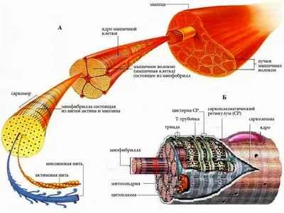 Анатомия сердца - 3D анимациялар - MOZAIK цифрлық білім беру және оқу