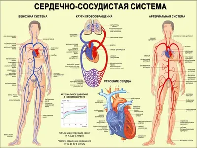 Диффузный токсический зоб | Городская клиническая больница им. Ф.И.  Иноземцева