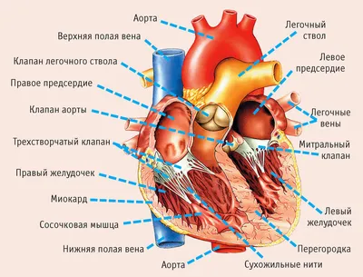 АНАТОМИЯ ЧЕЛОВЕКА | Энциклопедия Кругосвет