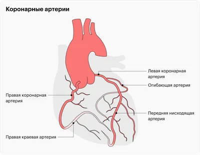 Функциональные нарушения внутренних органов - Центр физической реабилитации  и спортивной медицины EzraMed Clinic