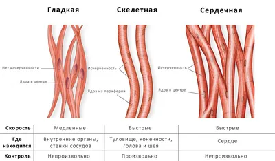 Как понять, что болит сердце? Рекомендации кардиолога