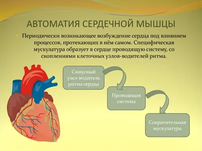 Схема анатомии мышц лица и шеи при тейпировании — статьи от эксклюзивного  дистрибьютора кинезиотейпов BBTape