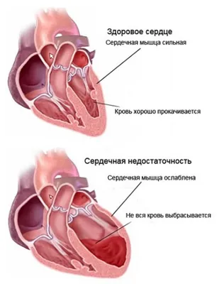 Митохондрии: структура и функции