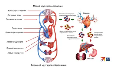 Виды и строение мышц человека. | Займись собой ! | Дзен