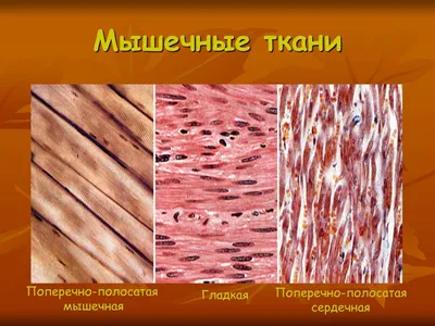 Инфаркт миокарда - КГБУЗ \"МАНСКАЯ РАЙОННАЯ БОЛЬНИЦА\"