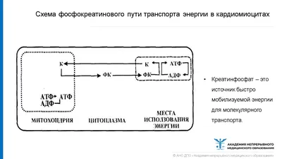 Публикация по теме \"Пациент с низкой фракцией выброса левого желудочка\"