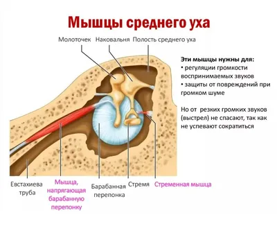 Мышцы - конспект - Химия и биология | Рефераты Химия | Docsity