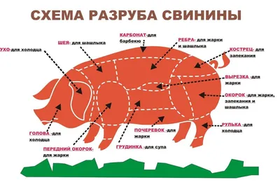 Где находится сердце у свиньи фотографии