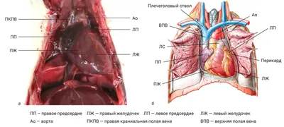 Сравнительная анатомия сердца человека и экспериментальных животных |  Лабораторные животные для научных исследований