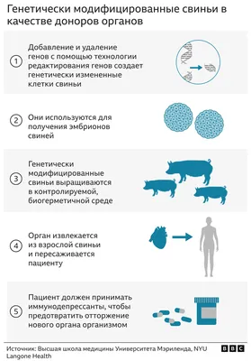 Свинья стала донором сердца для человека