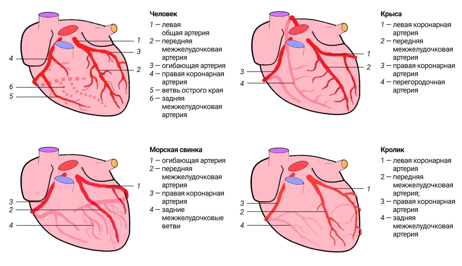 Сосуды коронарного круга. Артерии сердца схема. Анатомия коронарных артерий сердца. Коронарные сосуды сердца анатомия схема.