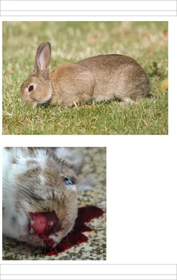 Геморрагическая болезнь кроликов фото фотографии