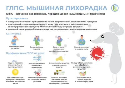 Клиника и профилактика геморрагической лихорадки с почечным синдромом |  Детская поликлиника №5 города Уфа