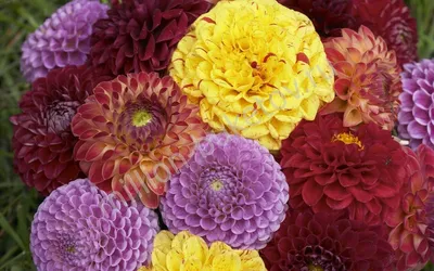 Цветы георгины – купить с бесплатной доставкой в Москве. Цена ниже!
