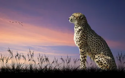 Animal Cheetah HD Wallpaper