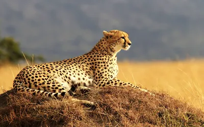 Download Awesome HD Glorious Cheetah Wallpaper | Wallpapers.com