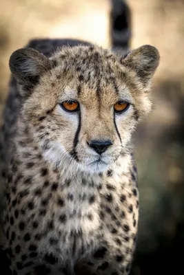 https://unsplash.com/images/animals/cheetah