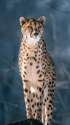 Cheetah Is Standing On Rock In Blur Winter Trees Background With Stare Look  4K 5K HD Cheetah Wallpapers | HD Wallpapers | ID #104896