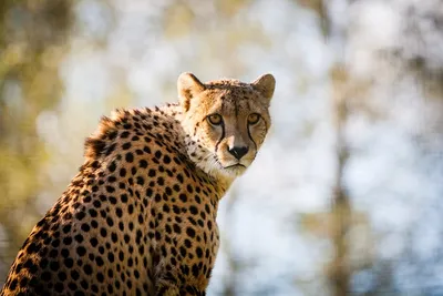 Gepard Cheetah Big Cat - Free photo on Pixabay - Pixabay