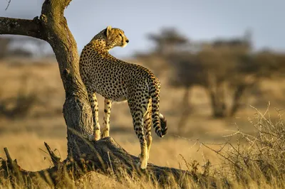 Gepard run on Craiyon