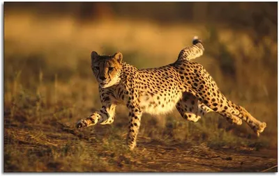 Cheetah image hd 30700062 Stock Photo at Vecteezy