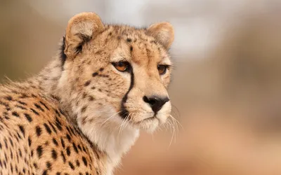 Animal Cheetah HD Wallpaper