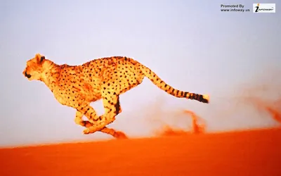 Cheetah HD Wallpaper New Tab Theme - Impressive Nature