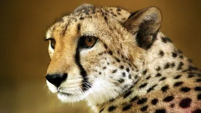 Download \"Cheetah\" wallpapers for mobile phone, free \"Cheetah\" HD pictures