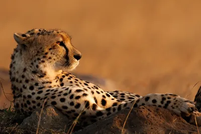 A 4K ultra HD mobile wallpaper depicting a graceful Cheetah, captured  mid-stride, as it sprints across the African plains with incredible speed,  its slender body built for agility