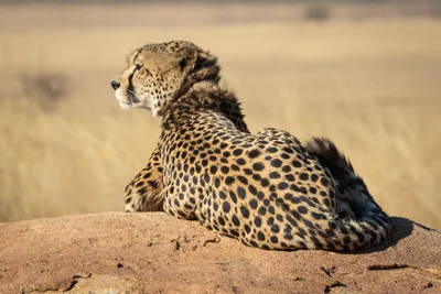 Animal Cheetah HD Wallpaper