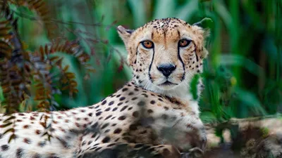 Animal Cheetah 4K 5K HD Wallpapers | HD Wallpapers | ID #33088