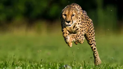 100+] Cheetah Hd Wallpapers | Wallpapers.com