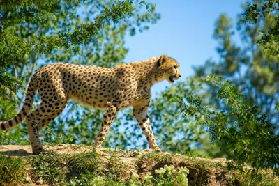 500+ Cheetah Pictures [HD] | Download Free Images on Unsplash