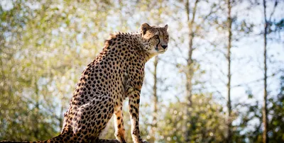 Cheetah Running Across A Dirt Path Background, Cheetah Running To Feed, Hd  Photography Photo, Cheetah Background Image And Wallpaper for Free Download