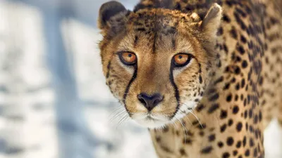 CHEETAH 1080P, 2K, 4K, 5K HD wallpapers free download | Wallpaper Flare