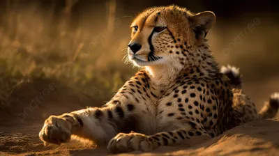 1920x1080 Cheetah Close Up Laptop Full HD 1080P ,HD 4k  Wallpapers,Images,Backgrounds,Photos and Pictures