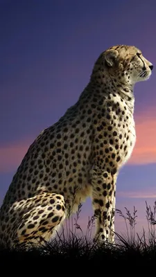 Cheetah Wallpapers HD - Wallpaper Cave