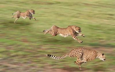 cheetah big cat stare look wild animal predator grass wallpaper blur  background 4K HD Cheetah Wallpapers | HD Wallpapers | ID #116661