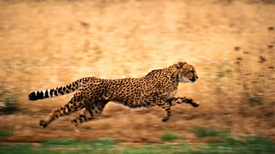 Animal Cheetah HD Wallpaper