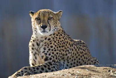 A cheetah sprinting across the African plains, wildlife photography,  capturing motion blur, focus on the intensity in its eyes